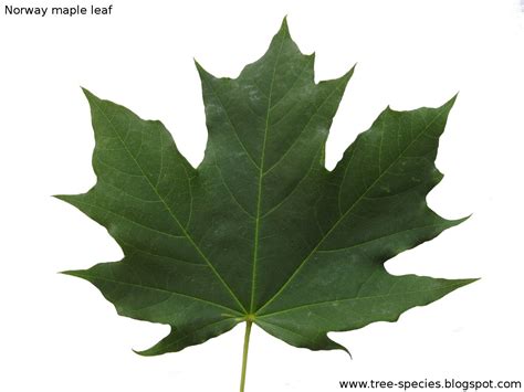 norway maple leaf description